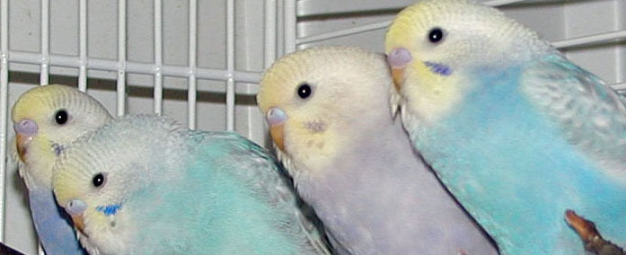 rainbow_budgie